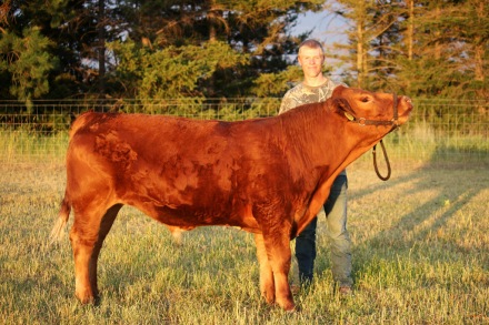 Sawyer and his fair steer