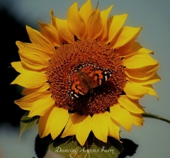 Sunflower, butterfly, bee