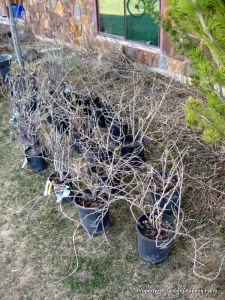 Currents, Gooseberries, and Blueberries needing to be transplanted...