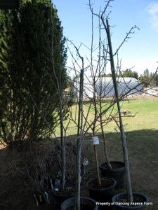 Two apple trees and three plum trees...