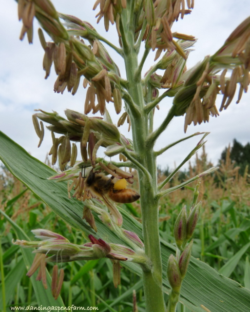 The bees are busy in the corn.  You can hear the loud chorus of buzzing going on all day here.